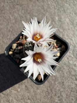Turbinicarpus valdezianus